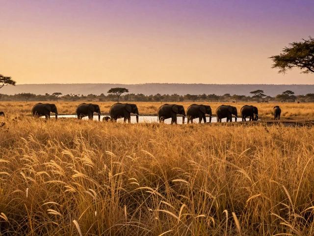 What Animals Can Be in a Sanctuary? A Guide to Wildlife and Rescue Species